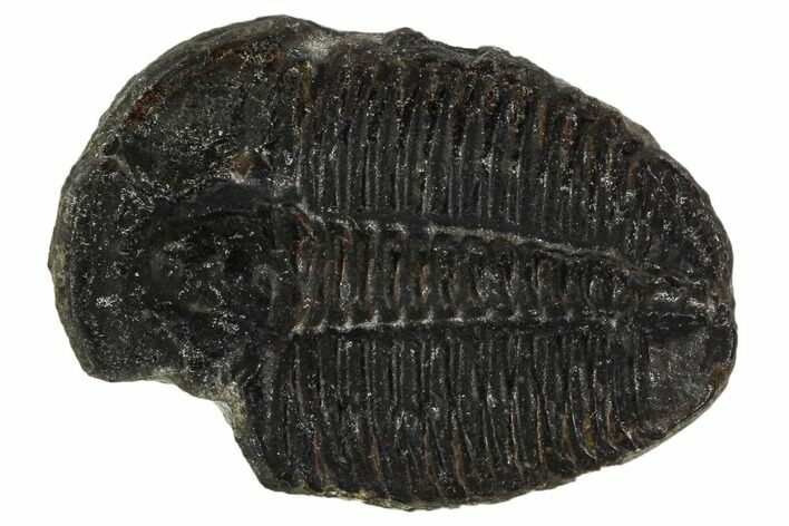 Elrathia Trilobite Fossil - Utah #108636